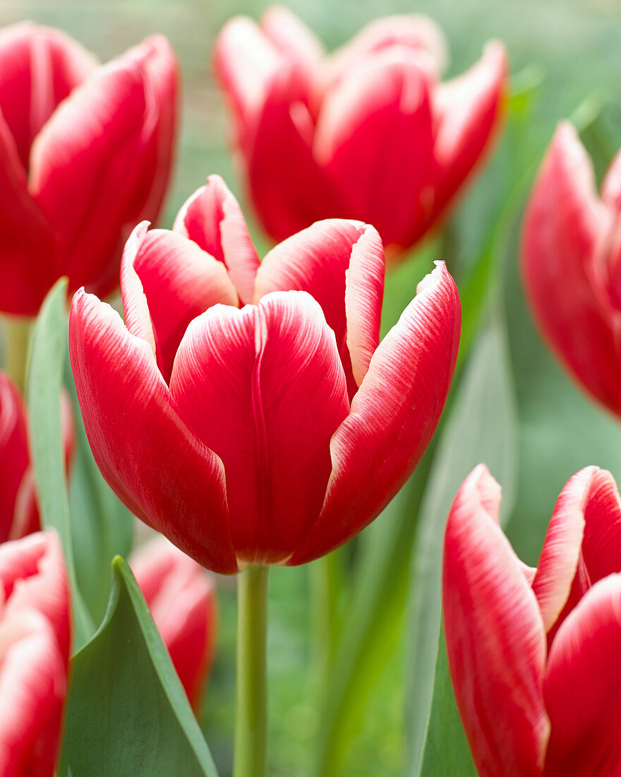 Тюльпан триумф Вампир